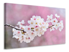 5-piece-canvas-print-cherry-blossoms-xxl