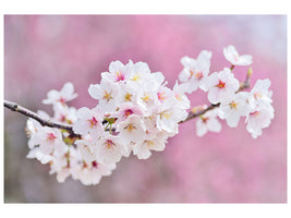 modern-4-piece-canvas-print-cherry-blossoms-xxl