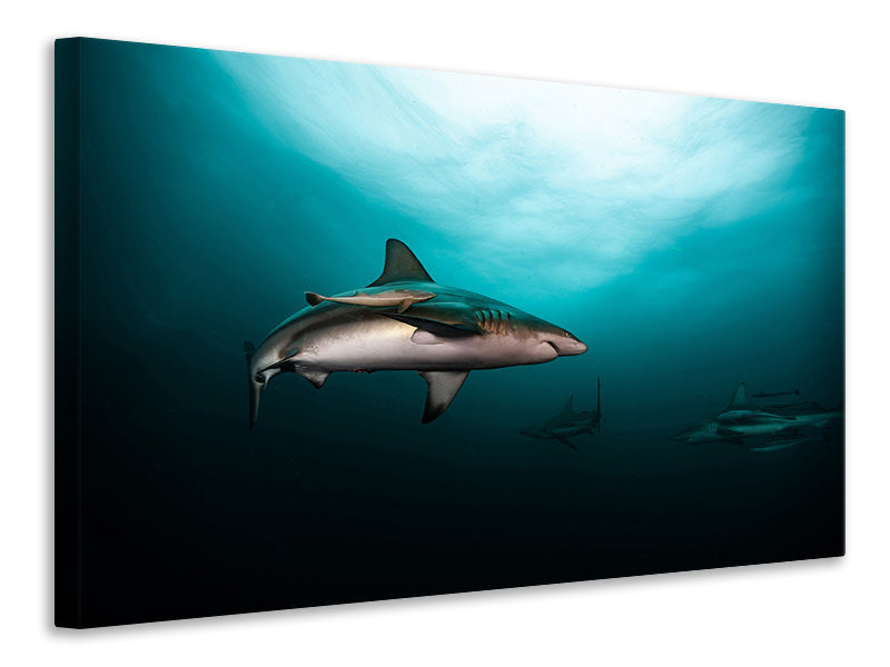 panoramic-3-piece-canvas-print-circling