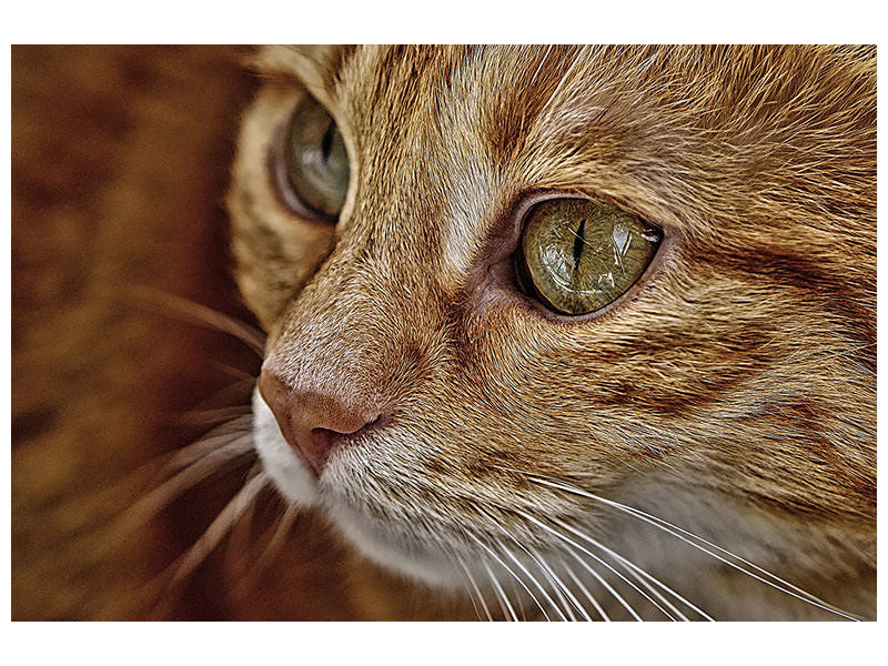 3-piece-canvas-print-close-up-cat39s-head