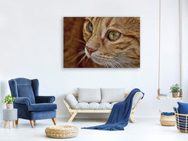 3-piece-canvas-print-close-up-cat39s-head