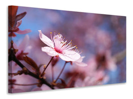 5-piece-canvas-print-close-up-cherry-blossom