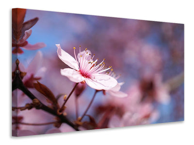modern-3-piece-canvas-print-close-up-cherry-blossom