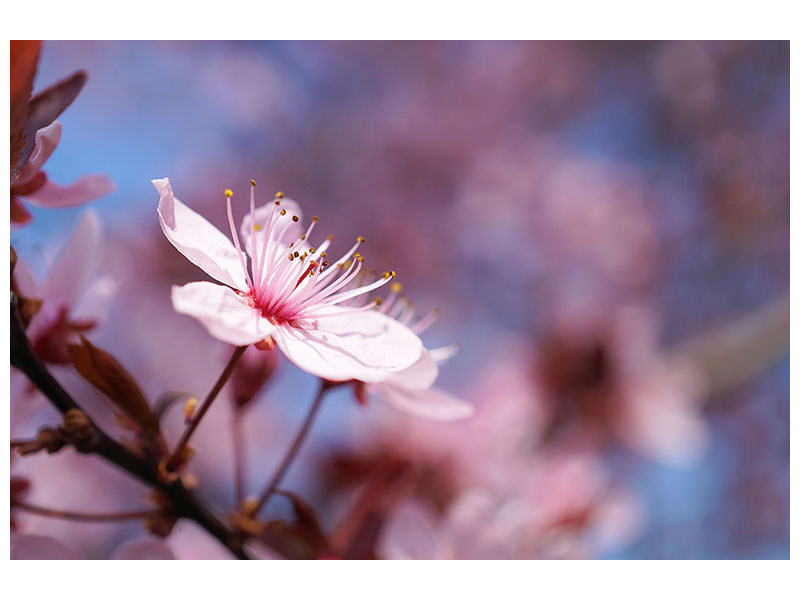 5-piece-canvas-print-close-up-cherry-blossom