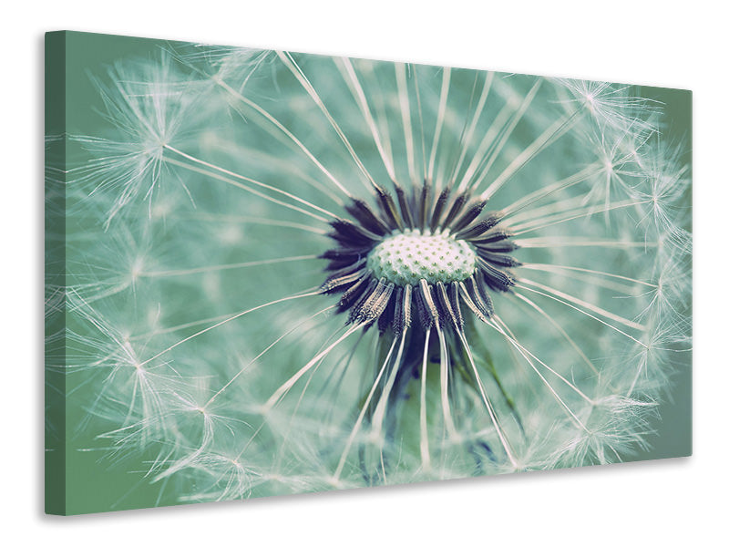 modern-3-piece-canvas-print-close-up-dandelion