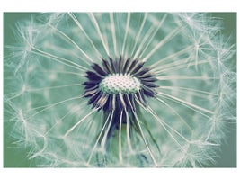 panoramic-canvas-print-close-up-dandelion