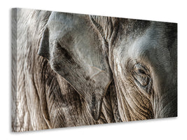 panoramic-3-piece-canvas-print-close-up-elephant