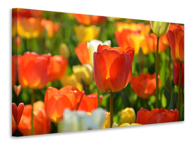 3-piece-canvas-print-close-up-tulip-field