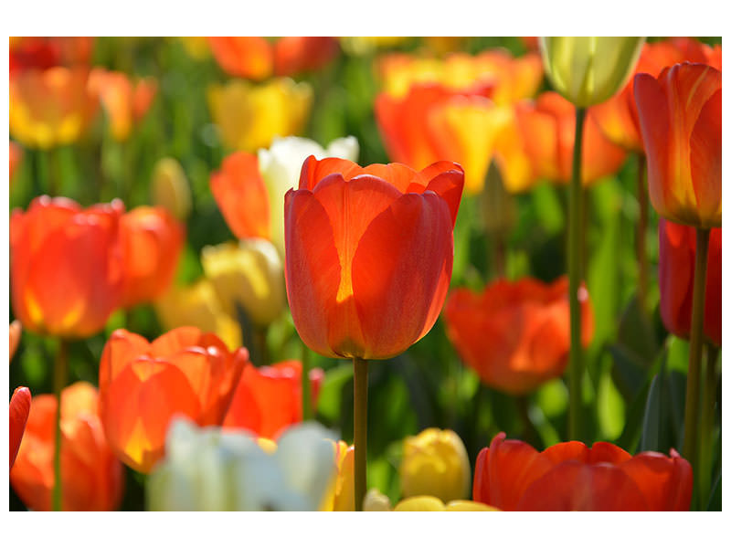 3-piece-canvas-print-close-up-tulip-field