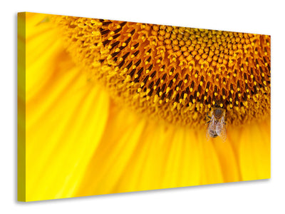 panoramic-3-piece-canvas-print-close-up-yellow-bud
