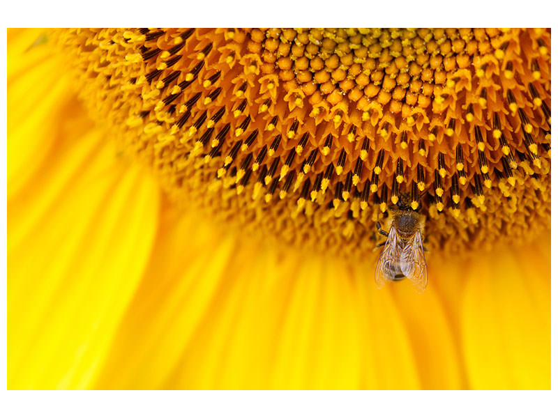 4-piece-canvas-print-close-up-yellow-bud