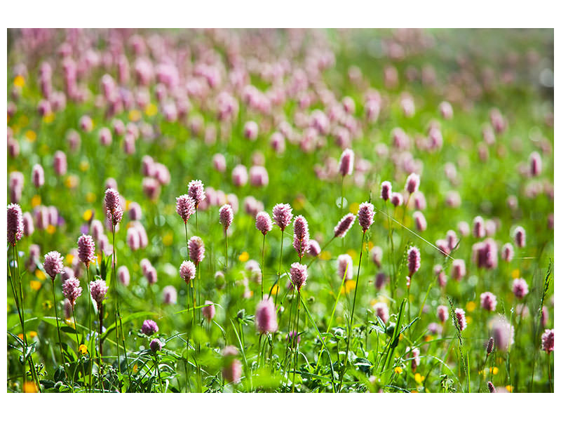 panoramic-canvas-print-clover