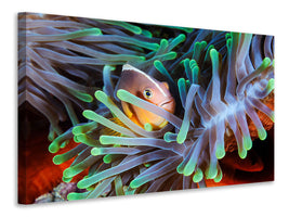 modern-4-piece-canvas-print-clownfish