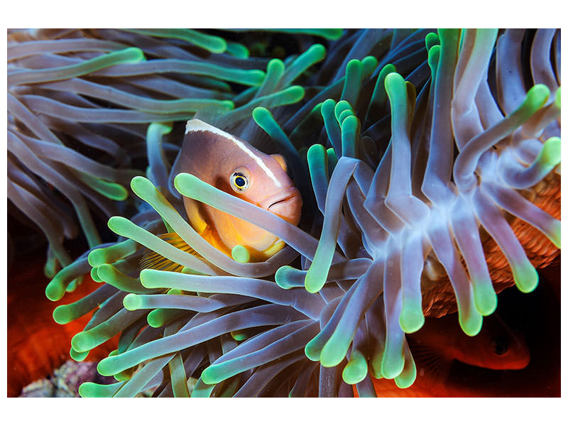 5-piece-canvas-print-clownfish