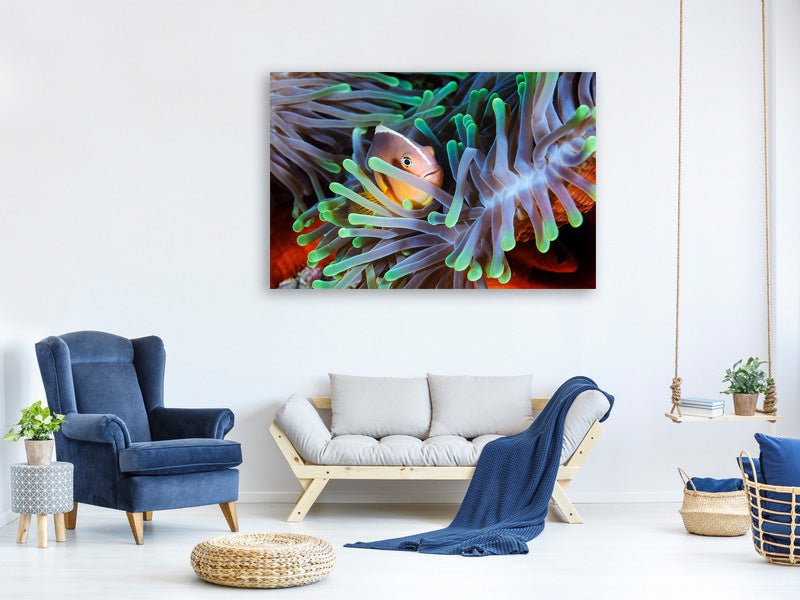 panoramic-canvas-print-clownfish
