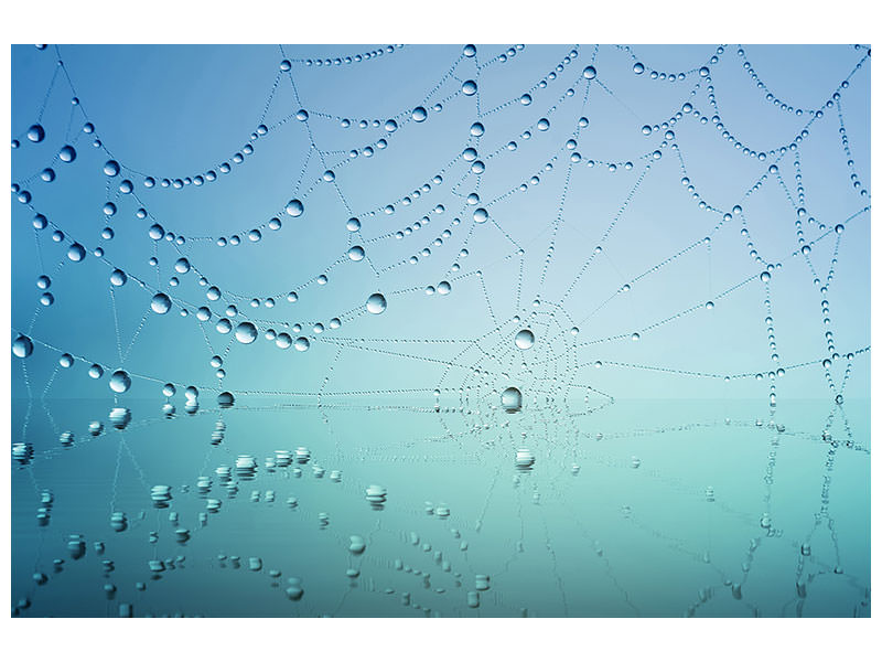 3-piece-canvas-print-cobweb-in-morning-dew