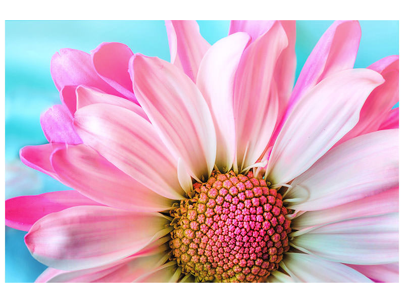 5-piece-canvas-print-colored-flower