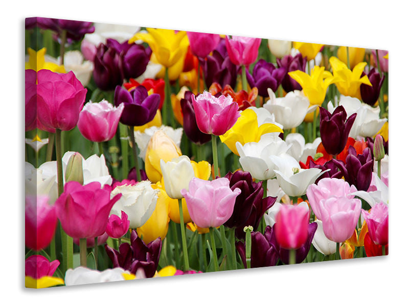 5-piece-canvas-print-colorful-tulip-field