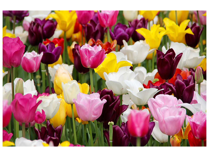 5-piece-canvas-print-colorful-tulip-field