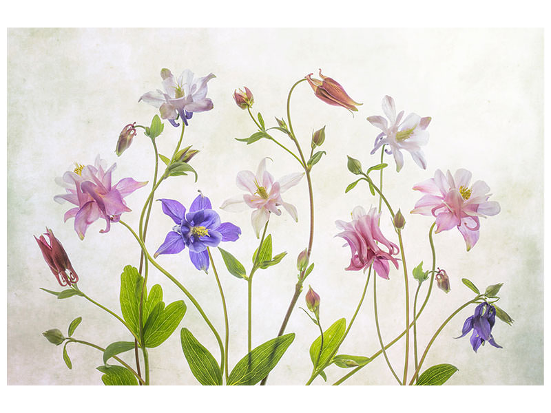 modern-3-piece-canvas-print-columbine