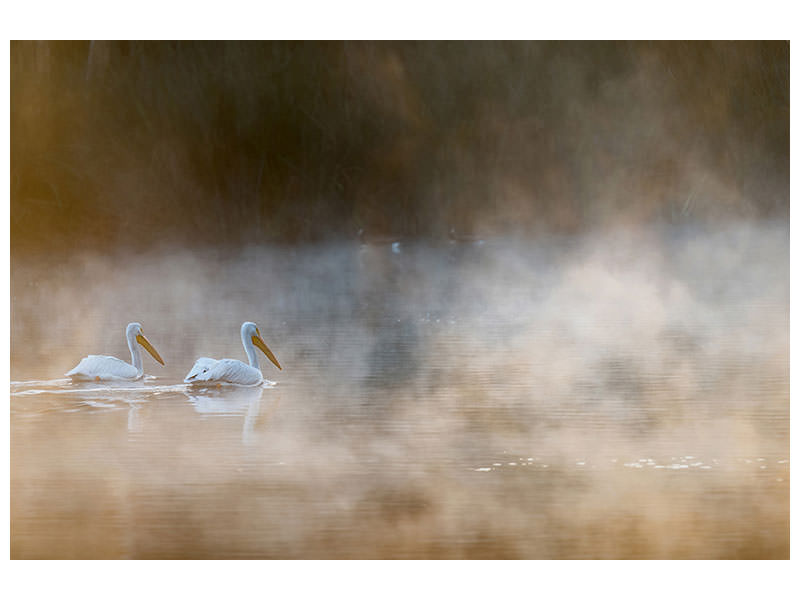 panoramic-canvas-print-companions