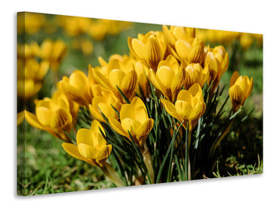 modern-3-piece-canvas-print-crocuses-in-spring