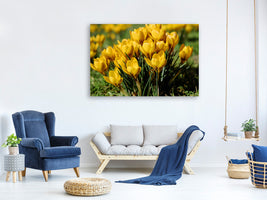 5-piece-canvas-print-crocuses-in-spring