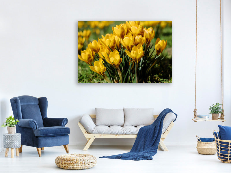 3-piece-canvas-print-crocuses-in-spring