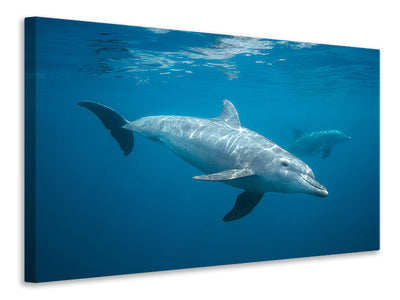 modern-3-piece-canvas-print-curious-dolphin