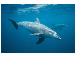 4-piece-canvas-print-curious-dolphin