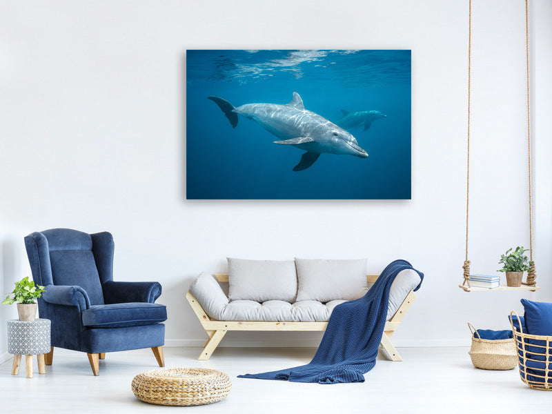 3-piece-canvas-print-curious-dolphin