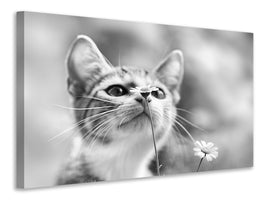 panoramic-3-piece-canvas-print-curious