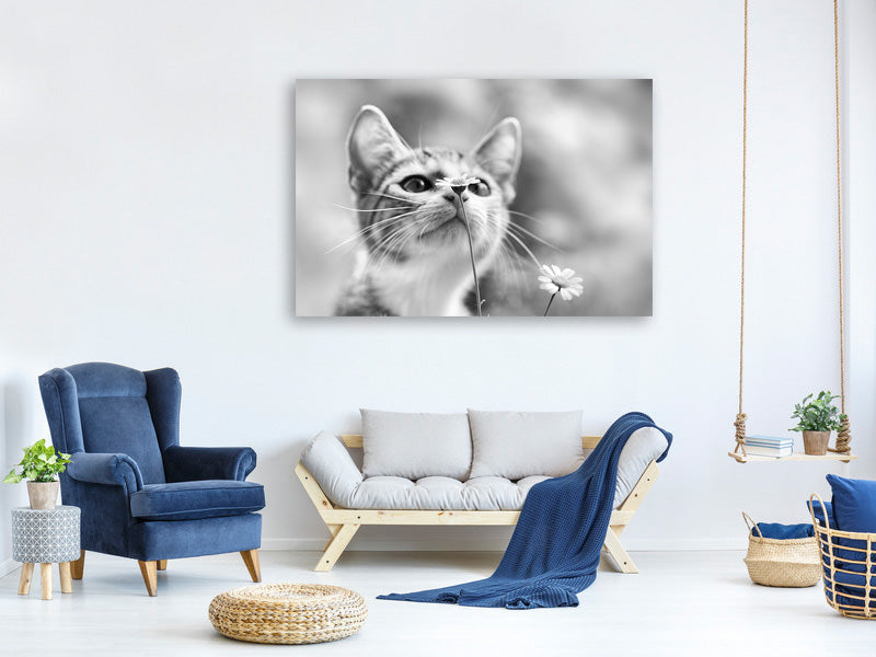 4-piece-canvas-print-curious