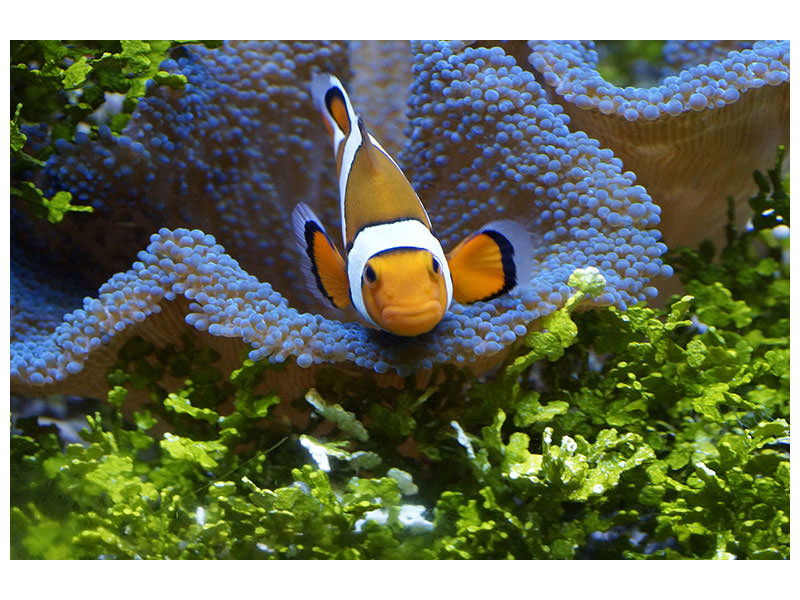 3-piece-canvas-print-cute-clownfish