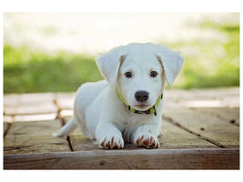 3-piece-canvas-print-cute-dog-baby