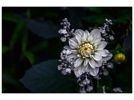 3-piece-canvas-print-dahlia-flower