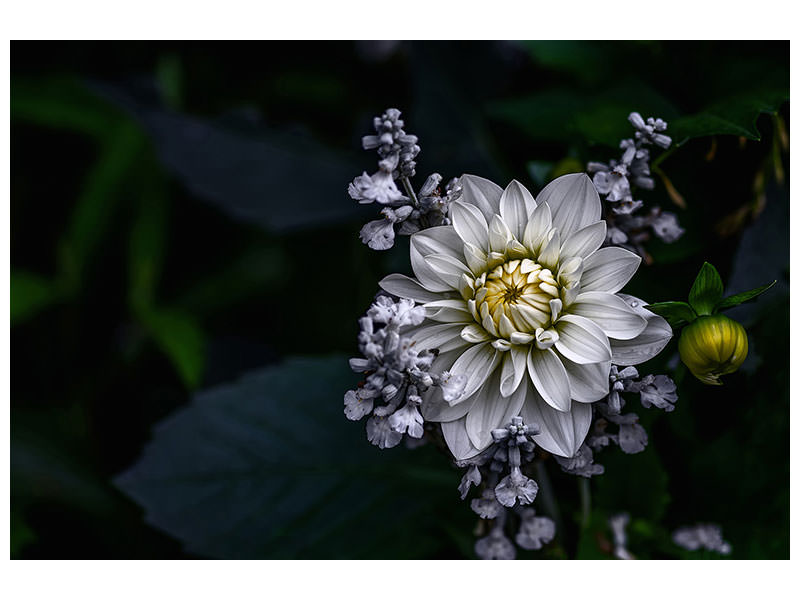 4-piece-canvas-print-dahlia-flower