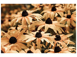 modern-4-piece-canvas-print-daisies-in-sepia