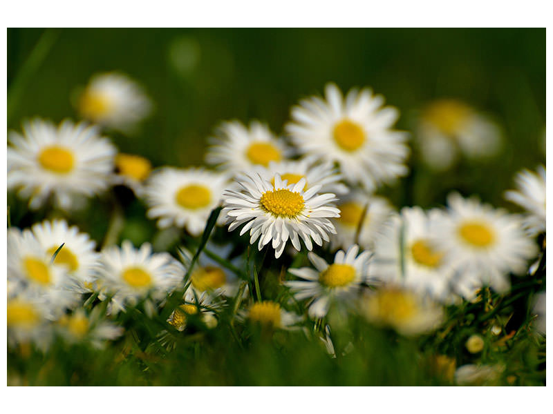 3-piece-canvas-print-daisies-xl-ii