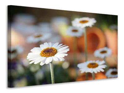 panoramic-canvas-print-daisies-xl