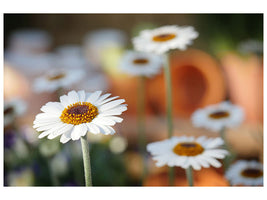 3-piece-canvas-print-daisies-xl