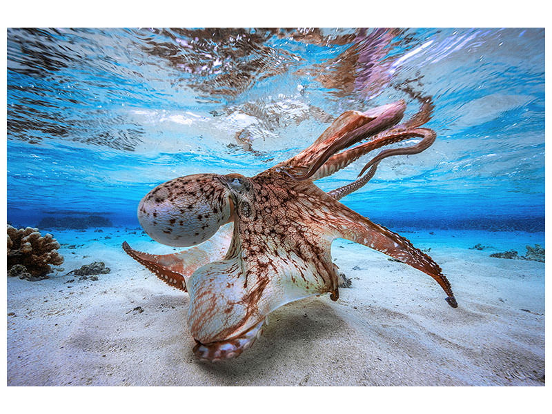 3-piece-canvas-print-dancing-octopus