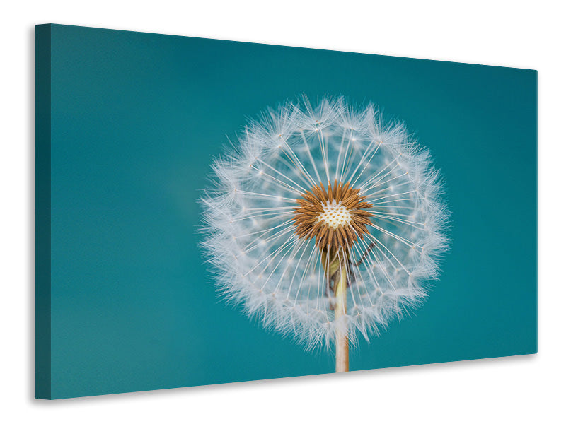 4-piece-canvas-print-dandelion-a