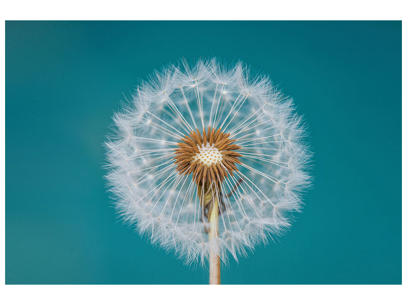 modern-4-piece-canvas-print-dandelion-a