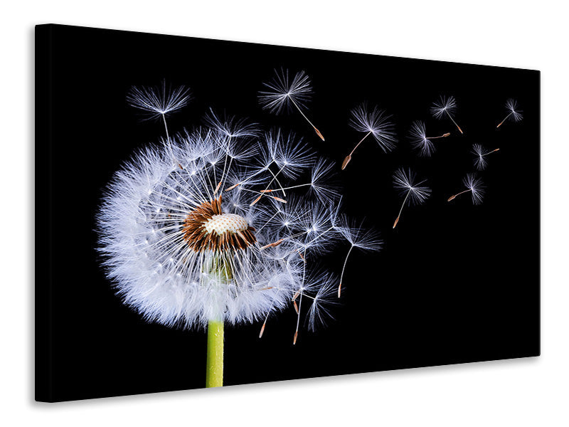 3-piece-canvas-print-dandelion-blowing