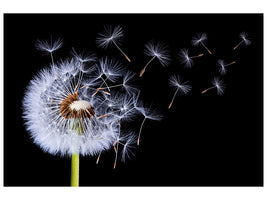 3-piece-canvas-print-dandelion-blowing
