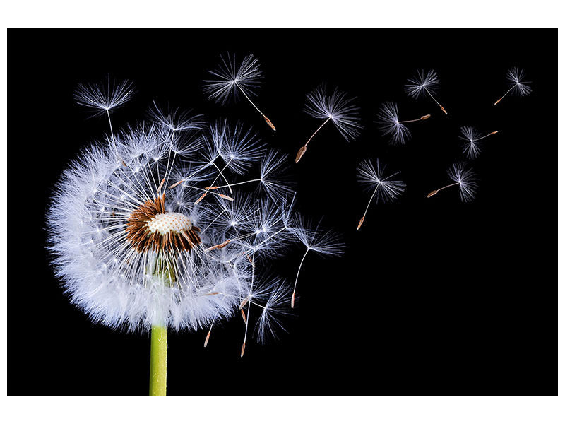 3-piece-canvas-print-dandelion-blowing