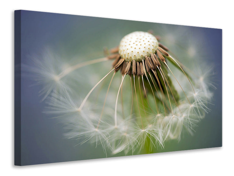 5-piece-canvas-print-dandelion-close-up