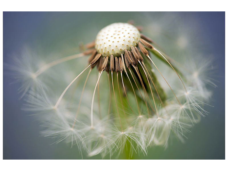 panoramic-3-piece-canvas-print-dandelion-close-up