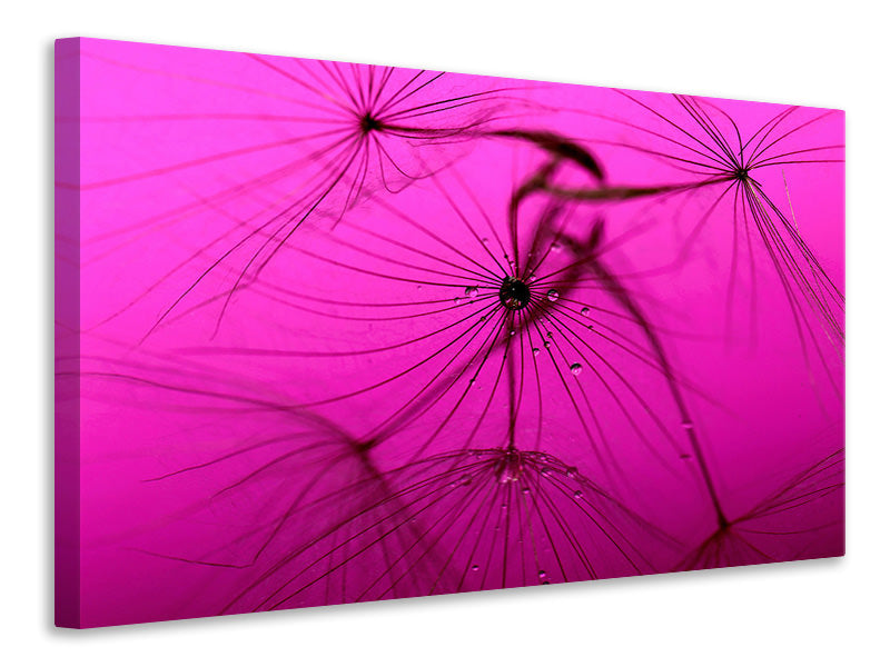 modern-4-piece-canvas-print-dandelion-in-pink